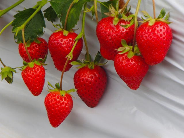 strawberry05