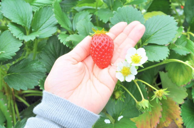 strawberry06