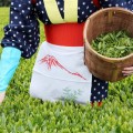 tea-picking-01