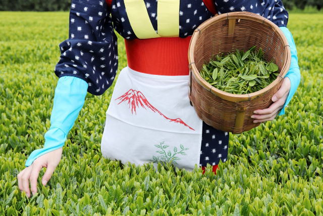 tea-picking-01