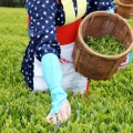 tea-picking-experience-01