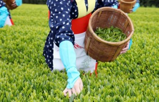 tea-picking-experience-01