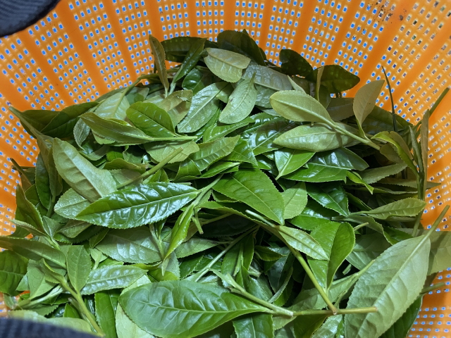 tea-picking-experience-02