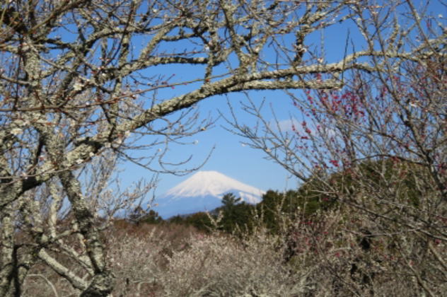 修善寺梅まつり/富士山とのコラボレーション