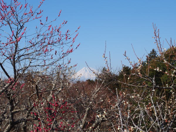 梅と富士山が同時に見られるまつり