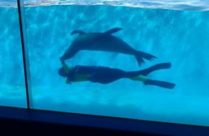 下田海中水族館・アシカと一緒に泳ぐ。