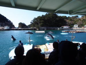 下田海中水族館・海上バンドウイルカショー