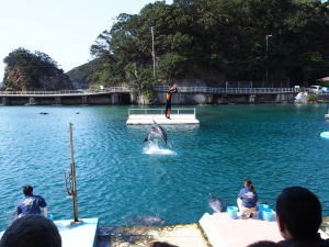 下田海中水族館・バンドウイルカショー