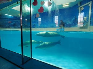 下田海中水族館・アザラシショー