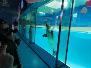 下田海中水族館・アザラシショー、手を振る