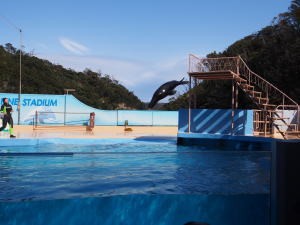 下田海中水族館・アシカショー