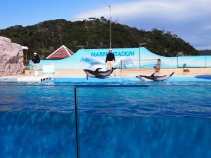 下田海中水族館・マイルカショー