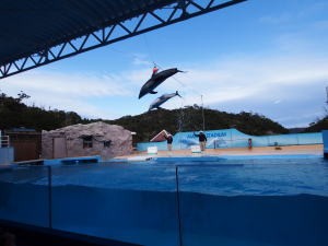 下田海中水族館・マイルカショー、ボールタッチ