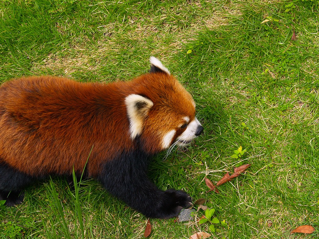 伊豆・熱川バナナワニ園/ニシレッサーパンダ