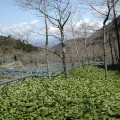 わさび田。透明で綺麗な水が必須のわさび栽培。天城連山に適しています。