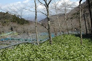 わさび田。透明で綺麗な水が必須のわさび栽培。天城連山に適しています。