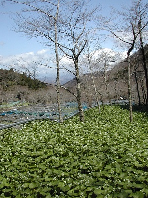 わさび田。透明で綺麗な水が必須のわさび栽培。天城連山に適しています。