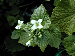 わさびの花。白く可憐なお花ですね。