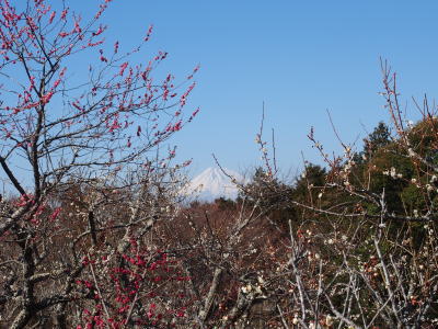 修善寺梅林と富士山