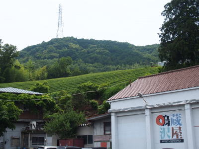 韮山反射炉の横の茶畑